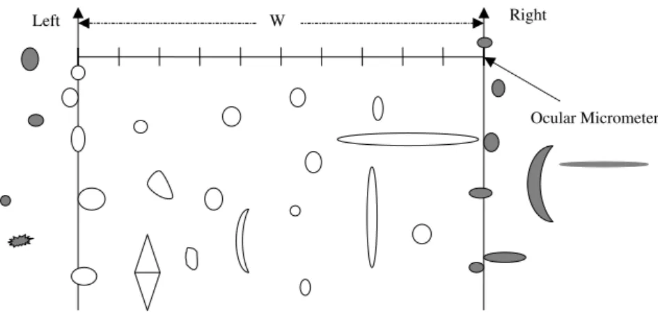 Fig. 4.3. Counting criteria for the traverse method for spore trap slides or samples. Only count the spores touching the left margin of the micrometer pass; ignore the ones touching the right margin