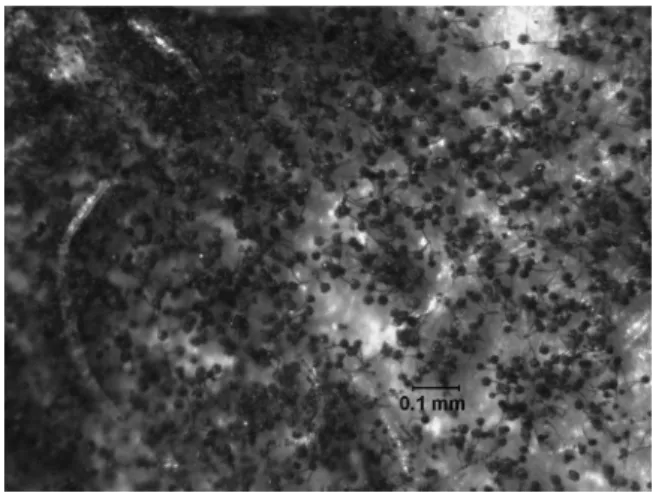 Fig. 8.11. Fungal colony on the surface of a wall behind the rubber baseboard molding, as observed with a stereomicroscope