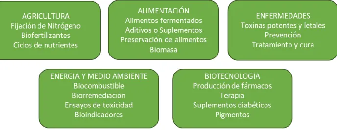 Figura 1. Usos comunes de microalgas [8] 