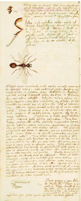 Abb. 8 Anfang des Kapitels Microscopiorum  usus; StadtA Ulm, H Franc 8b, fol  358r 