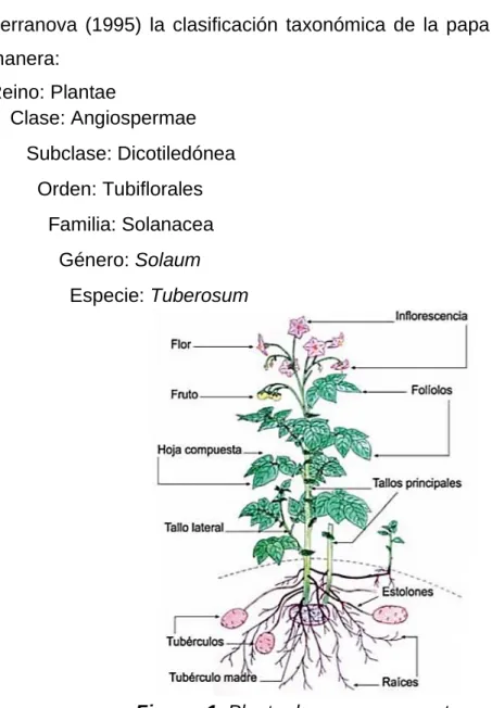 Figura  1. Planta de papa y sus partes 