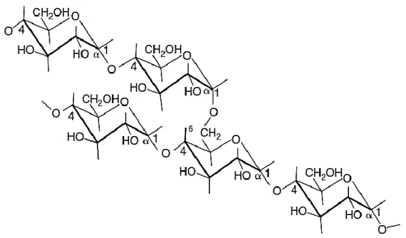 Figura  2. Estructura química de la amilopectina 