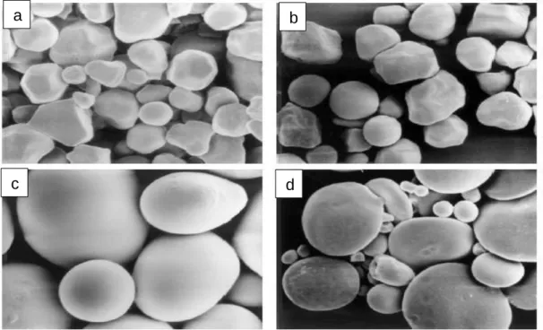 Figura  6. Gránulos visto por microscopia de barrido electrónico Figura  5. Gránulos de almidón maíz céreo 