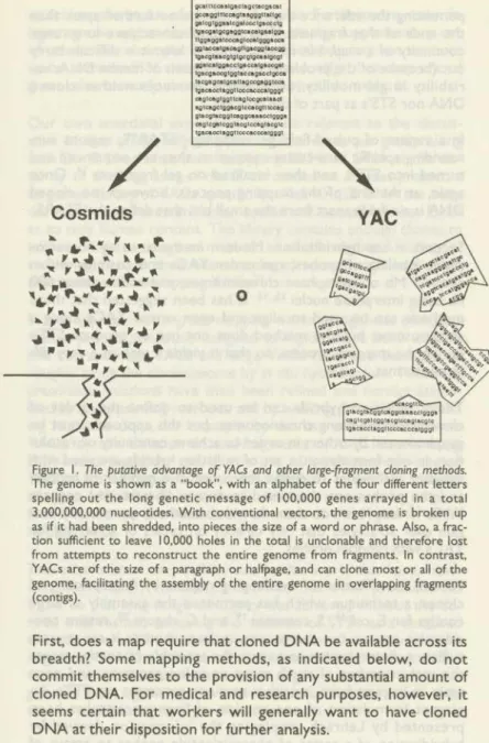 Figure I. The putative advantage  o f YACs and other large-fragment cloning methods. 