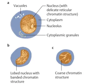 Fig. 2 Principles of cell structure with  ex-amples of different nuclear chromatin structure