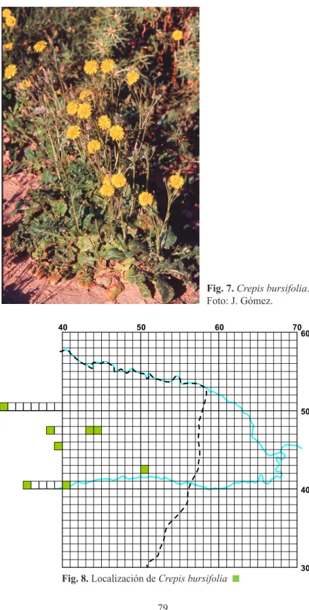Fig. 7. Crepis bursifolia.   