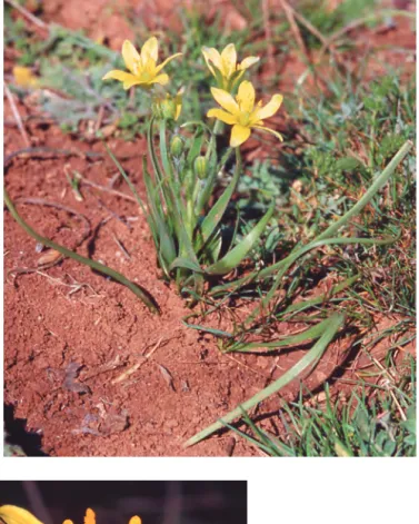 Fig. 9. Gagea lacaitae.