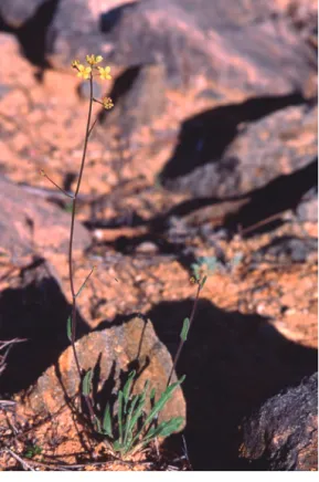 Fig. 2. Biscutella dufourii.