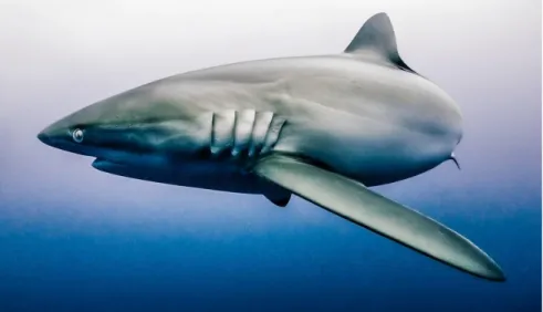 Figura 1. Carcharhinus falciformis. 