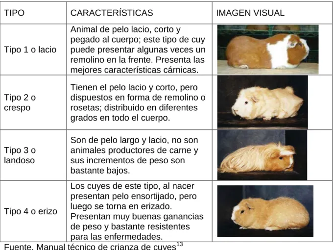 Cuadro 2 Clasificación del cuy según su pelaje 2 