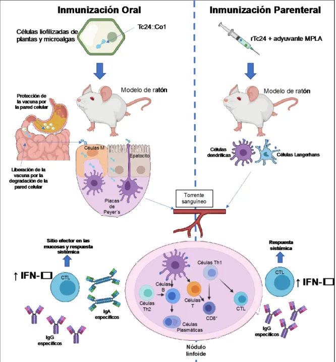 Figura 3. Representación gráfica del mecanismo de acción de la vacuna contra la Enfermedad de  Chagas producida en plantas y microalgas, con un impulso parenteral consistente en el antígeno  recombinante Tc24 y el adyuvante MPLA