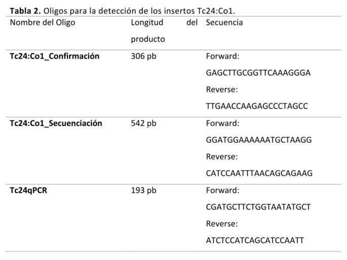 Tabla 2. Oligos para la detección de los insertos Tc24:Co1. 