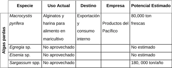 Tabla I. Especies de algas pardas presentes en Baja California y sus usos. 