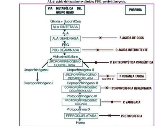 Fig 1:Vía metabólica de la síntesis del hemo, 
