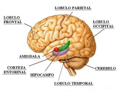 Figura 2: Partes corticales implicadas en las emociones. 