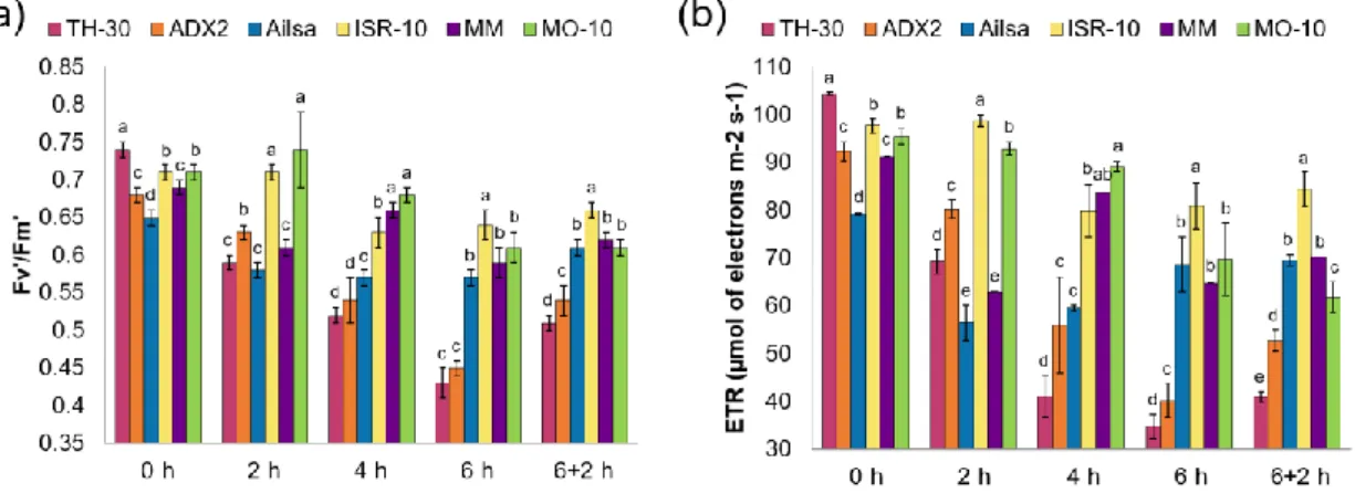 Figure 4. Impact of HS on the photosystems. Tomato plants were grown and the HS was  applied  as  described  in  Figure  2
