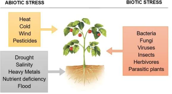 Figure 1. Main abiotic and biotic sources of plant stress and disease. 
