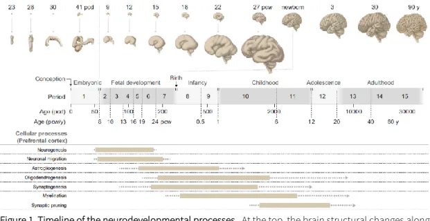 Figure 1. Timeline of the neurodevelopmental processes.  At the top, the brain structural changes along  the development from conception, embryonic and foetal development (in postconceptional days (pcd)  and weeks (pcw)) to postnatal development with infan