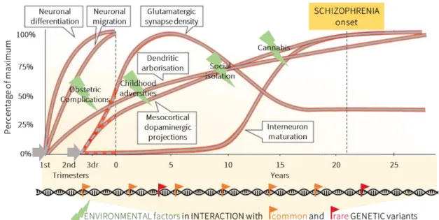 Figure 6. The neurodevelopmental hypothesis in schizophrenia. The neurodevelopmental trajectories  tightly regulated are disrupted and deviated by the interaction of environmental and genetic risk factors  and underlie the emergence of the disorder later i