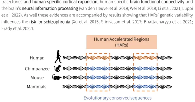 Figure B5.  Schematic  representations  of  Human  Accelerated Regions.  HARs  are genomic  sequences  highly conserved along mammal evolution (represented in blue), that accumulated a higher number of  human-specific substitutions after human and chimpanz