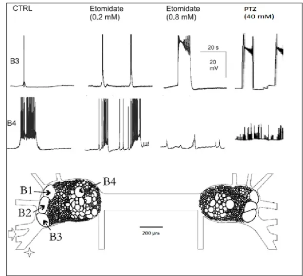Figure 2. PDS developed at neuron B3 upon the application of PTZ and ETO. Compare to the absence of PDS at Neuron B4