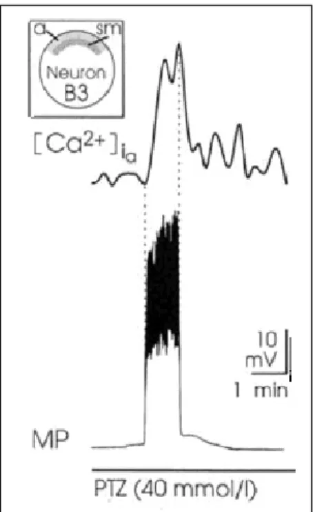 Figure 4. Intracellular calcium increases in neuron B3 parallel the time course of a PTZ-induced PDS