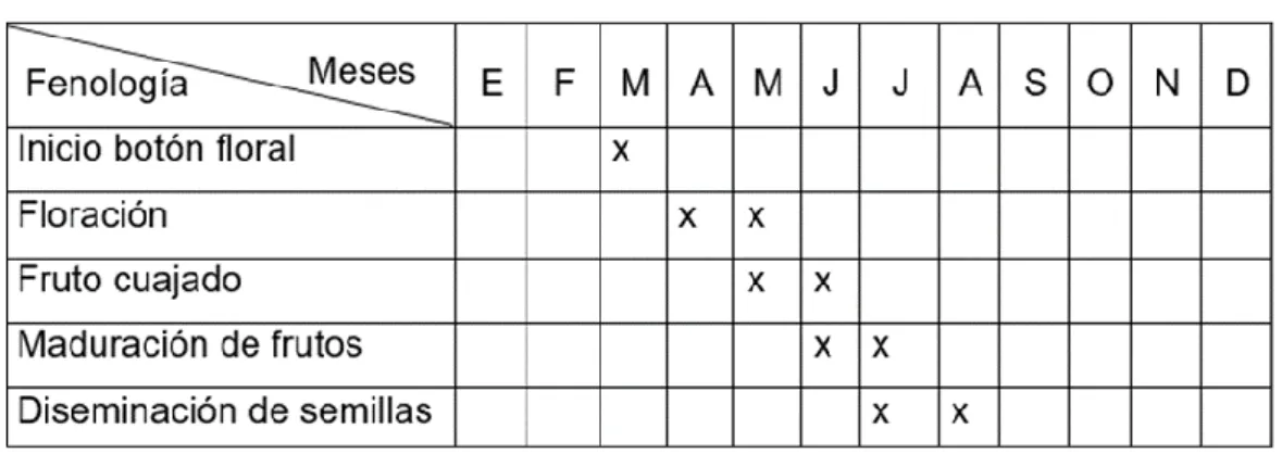 Tabla 2. Calendario fenológico de capirona 