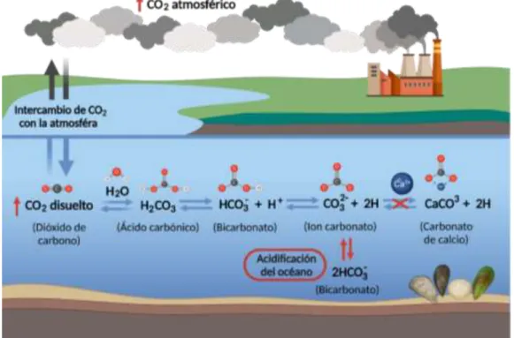 Figura 7. Interacción entre el CO 2  atmosférico y el agua de mar (H 2 O). Flechas azules, reacción  de la formación de CaCO 3 ; flechas azules/rojas, reacción de acidificación del océano (Modificado  de Branch et al