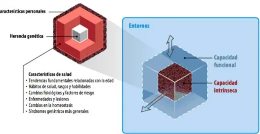 Figura 1.  Envejecimiento saludable 4