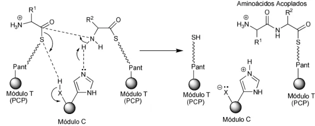Figura 7. Acoplamientos peptídicos. 