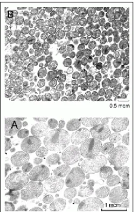 Figure 1. Transmission micrographics of A. laidlawii PG8 cells. 