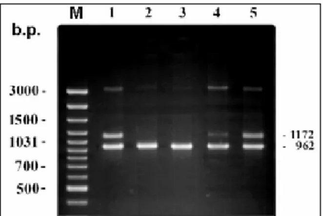 Figure 2. Differential amplification of rrnA and rrnB nucleotide sequences of A. laidlawii PG8 cells.