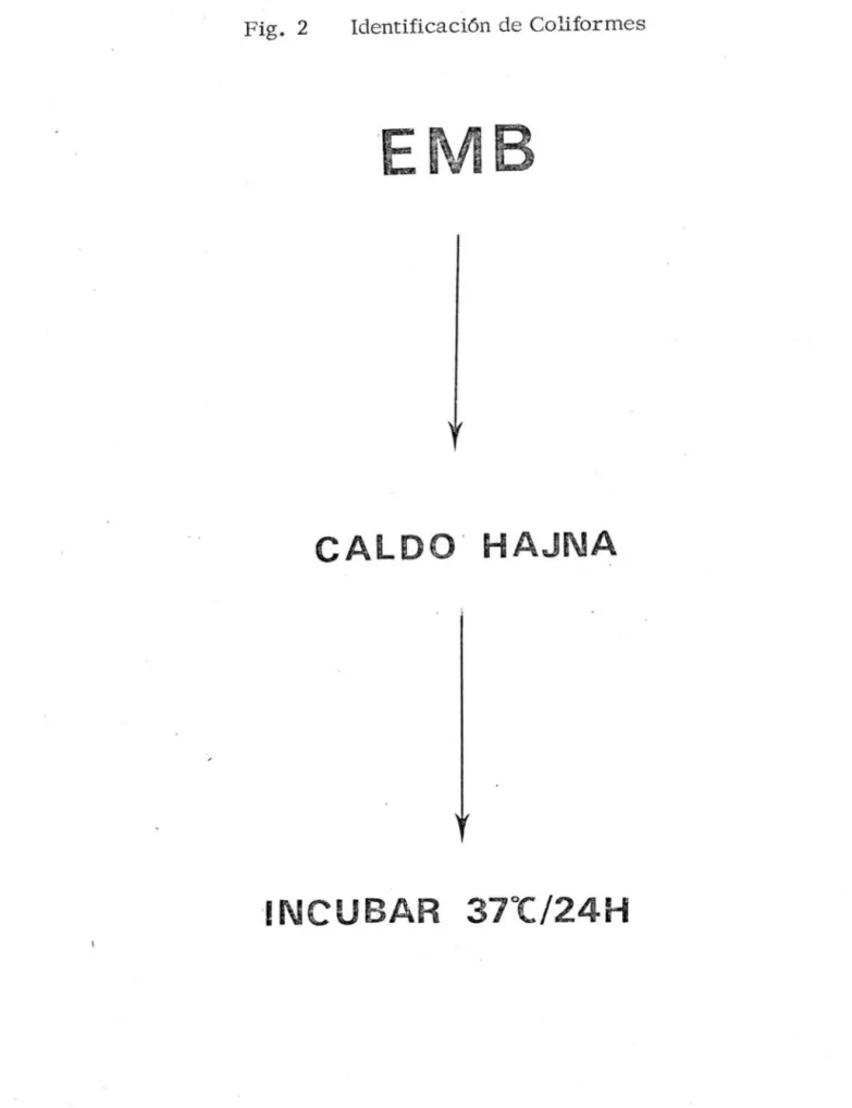 Fig.  2  Identificación de  Coliformes 