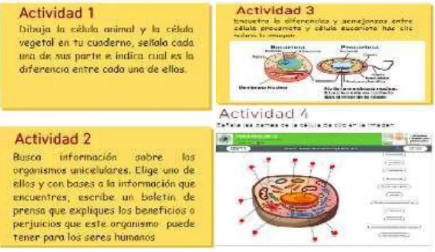 Figura 3. Actividad ¿conoces la célula?  