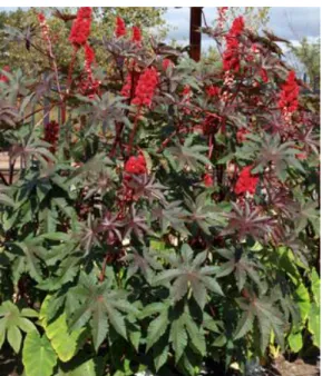 Figura 2. Planta de Ricinus communis