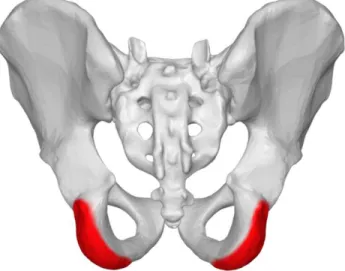 Figura 4 Tuberosidades isquiáticas. Fuente https://bit.ly/2J40ANH 
