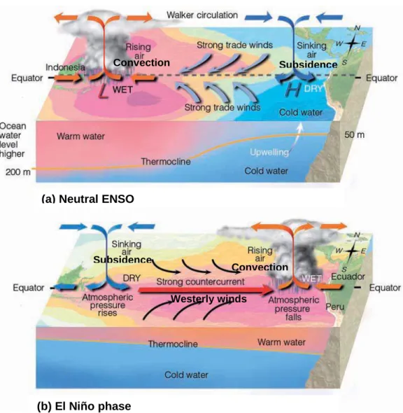 Figure 1.5. El Niño-Southern Oscillation (ENSO). (a) Neutral ENSO: higher pressure  over  the eastern Pacific and lower  pressure near Indonesia produce easterly trade  winds along the equator
