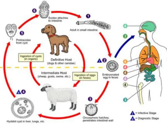Figura 1. Ciclo vital de E. granulosus . 