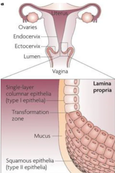 Figure  4 :  Schéma  de  la  muqueuse  cervicale (pour  revue  Hladik &amp; McElrath, 2008)