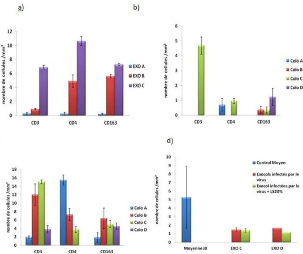 Figure 9 : Numération des cellules positives dans les tissus de colon et de l’exocervix