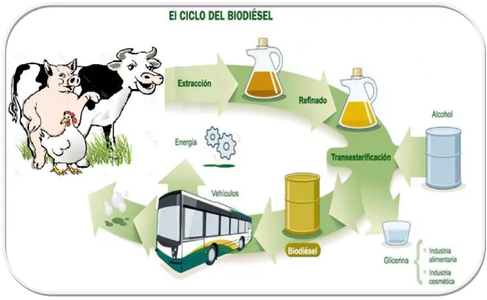 Gráfico 2. Esquema general de producción de biodiesel. 