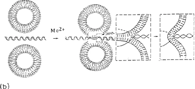 Fig. 6. Divalent metal cation bridged zwitterionic multilamellar (a) and unilamellar (b) vesicle-nucleic acid aggregation and fusion