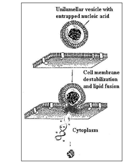 Fig. 7. Proposed mechanism for cellular internalization of divalent metal cation mediated DNA-induced zwitterionic lipoplex  formulation