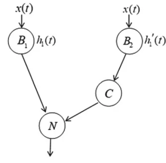 Fig.  1  Biological  retinal  network  with  asymmetric  structure