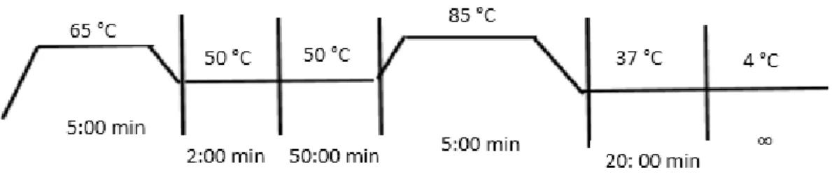 Figura  4. Condiciones de síntesis de ADN complementario. 