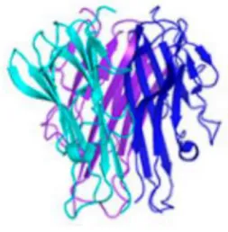 Figura 7. Estructura de TNF-α. 