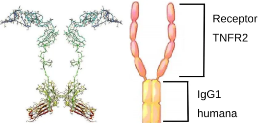 Figura 11. Estructura de etanercept.  