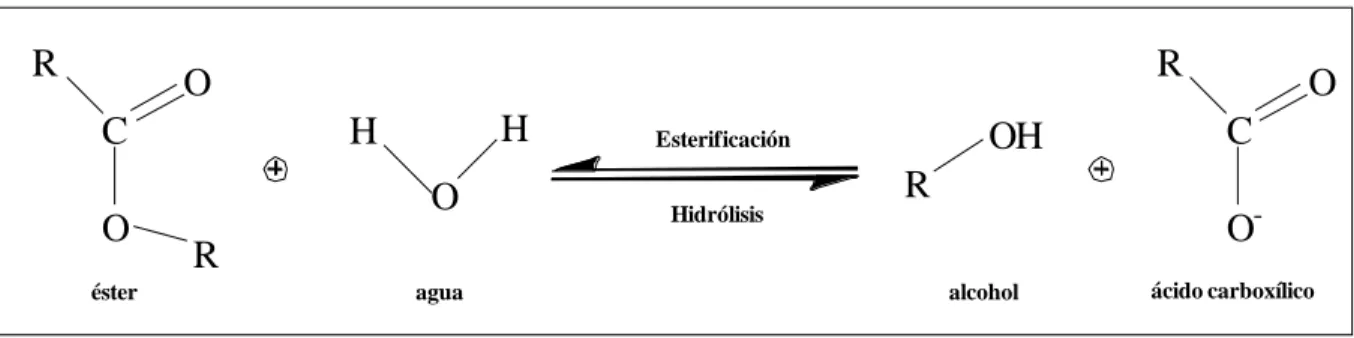 Figura 2. Reacción general de esterasas R