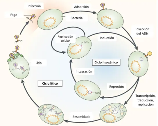Figura  1.  Ciclo  replicativo  del  bacteriófago  lambda.  El  fago  infecta  a  una  célula  bacteriana,  inyectando su ADN, en caso de entrar en estado lisogénico puede pasar al estado lítico  mediante inducción (imagen modificada de Campbell, 2003)