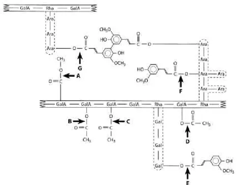 Figura  1.15.  Esquema  de  la  estructura  de  la  pared  celular  representando  al  polímero unido formando puentes con dímeros de AF